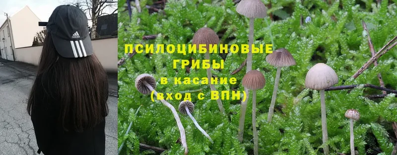 Псилоцибиновые грибы Psilocybine cubensis  купить   Нижние Серги 